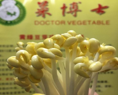 “菜博士”豆芽，健康好品质